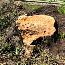 Stump Removal South Jersey