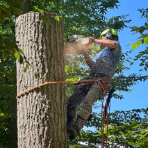 Tree Removal South Jersey